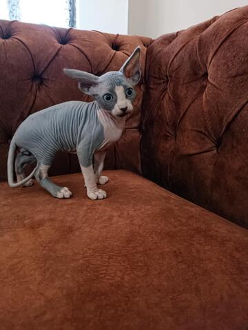 Sphynx-Kätzchen zu verkaufen. WhatsApp: +44 7469 456352