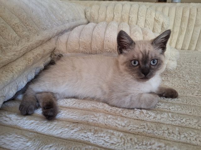 Wunderschönes Siam Kitten sucht liebevolles Zuhause