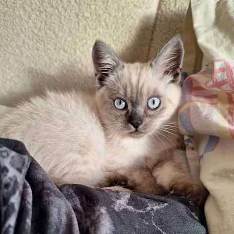Wunderschönes Siam Kitten sucht liebevolles Zuhause