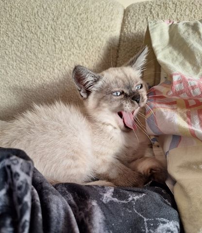 Wunderschönes Siam Kitten sucht liebevolles Zuhause