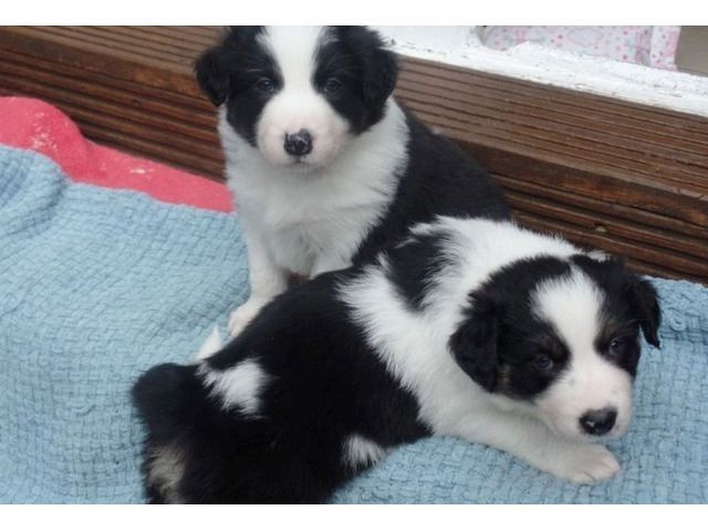 Border Collie-Welpen zu verkaufen.