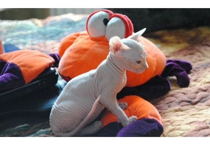 Schöne Sphynx-Kätzchen