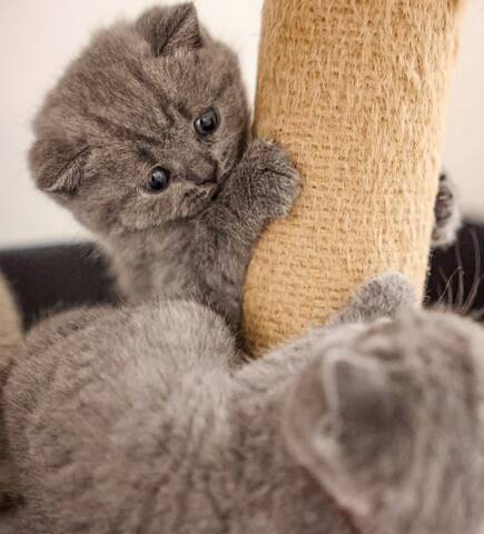 Scottish-Fold-Kätzchen zu verkaufen
