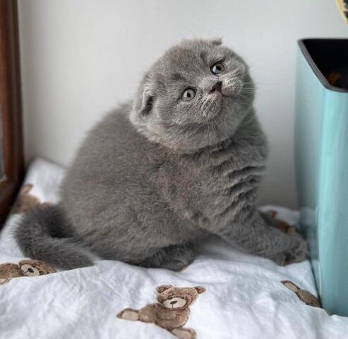 Scottish-Fold-Kätzchen zu verkaufen