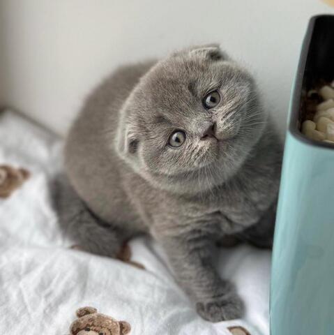 Scottish-Fold-Kätzchen zu verkaufen