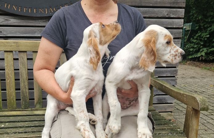 Englische Setter Welpen. WhatsApp: +44 7469 456352