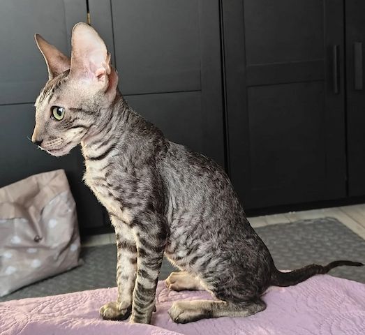 wunderschönes Cornish-Rex-Kätzchen