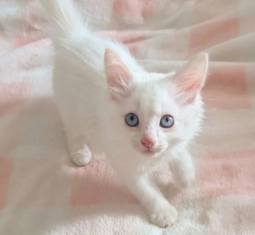Türkisch-Angora-Kater