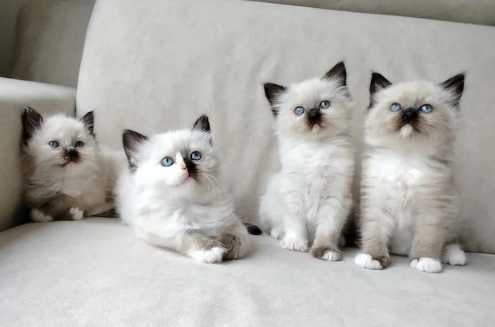 Ragdoll-Kätzchen
