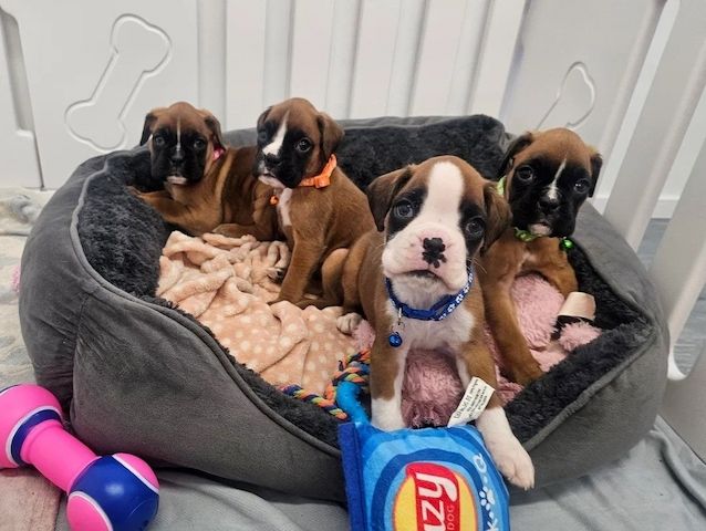 Wunderschöne Boxerwelpen