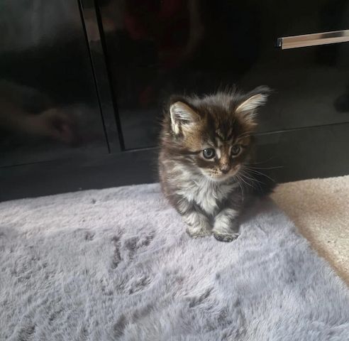 Maine-Coon-Kätzchen