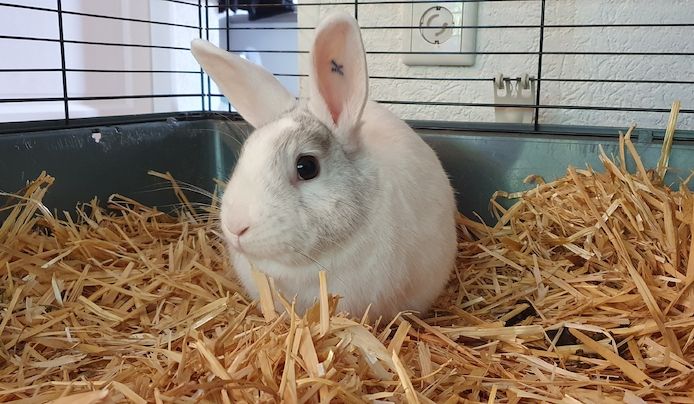 Kaninchen kastriert weiß mit oder ohne Käfig Zubehör