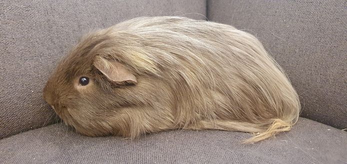 2 junge Meerschweinchen mit oder ohne Käfig Zubehör