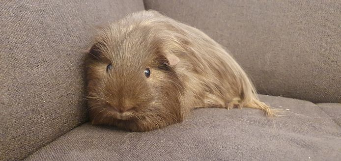 2 junge Meerschweinchen mit oder ohne Käfig Zubehör