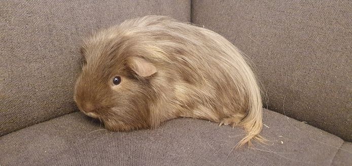 2 junge Meerschweinchen mit oder ohne Käfig Zubehör