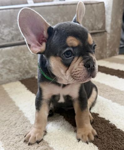 Cachorros de bulldog francés para adopción