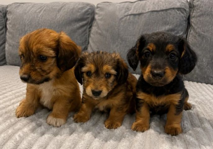 Cachorros de dachshund para adopción solo en hogares