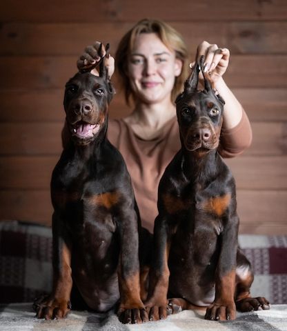 Exklusive Dobermann Welpen mit hervorragender Abstammung