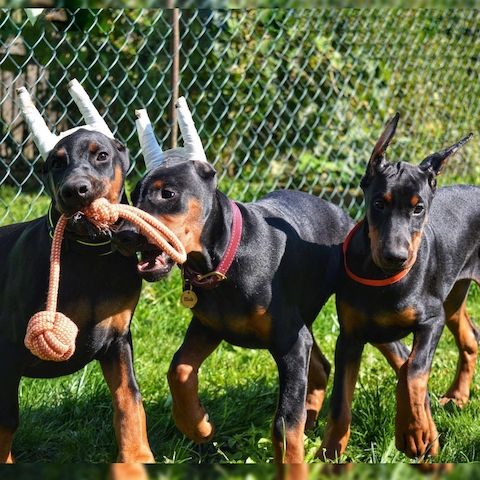 Wunderschöne Dobermann Welpen – Jetzt kennenlernen