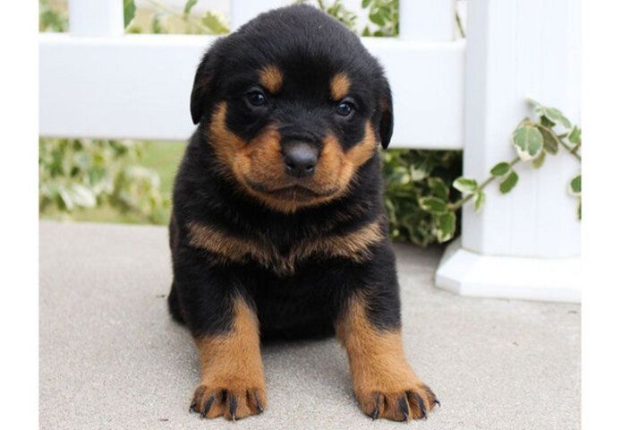 Rottweiler-Welpen mit Stammbaum