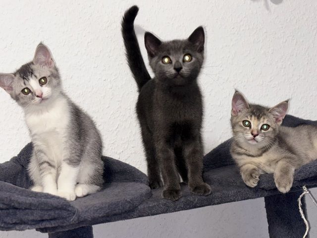 Katzen Kitten 14 Wochen