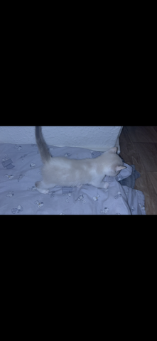 Katzen Kitten 14 Wochen