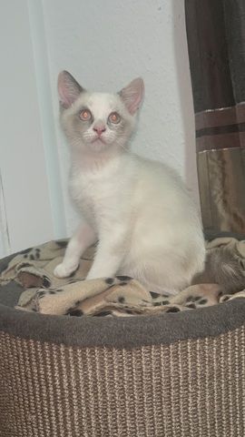 Katzen Kitten 14 Wochen