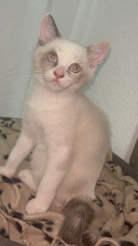 Katzen Kitten 14 Wochen
