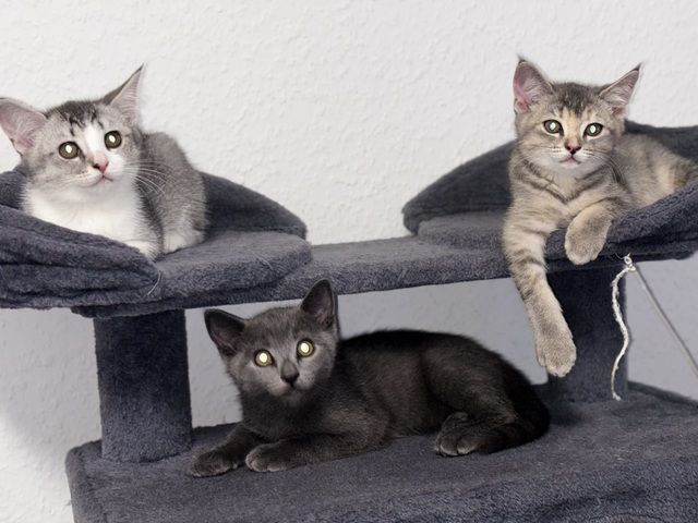 Katzen Kitten 14 Wochen