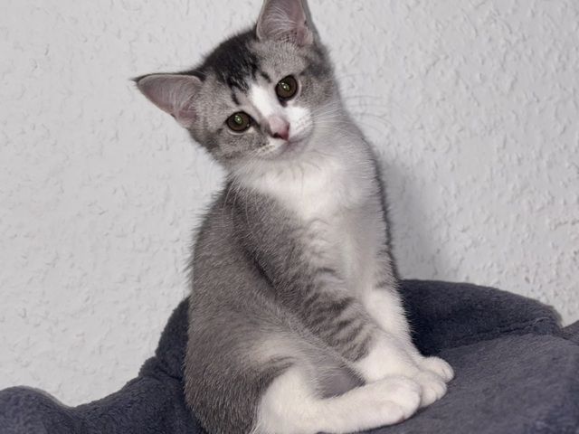 Katzen Kitten 14 Wochen