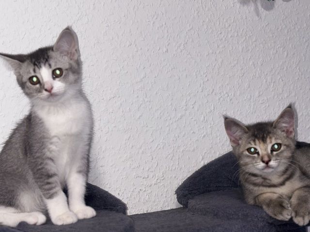 Katzen Kitten 14 Wochen
