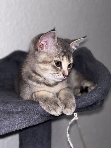 Katzen Kitten 14 Wochen