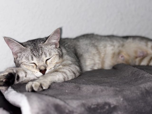 Katzen Kitten 14 Wochen