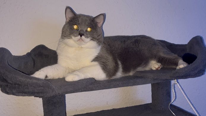 Katzen Kitten 14 Wochen