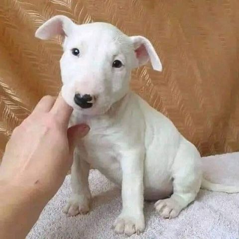 Bullterrier-Welpen abgabebereit