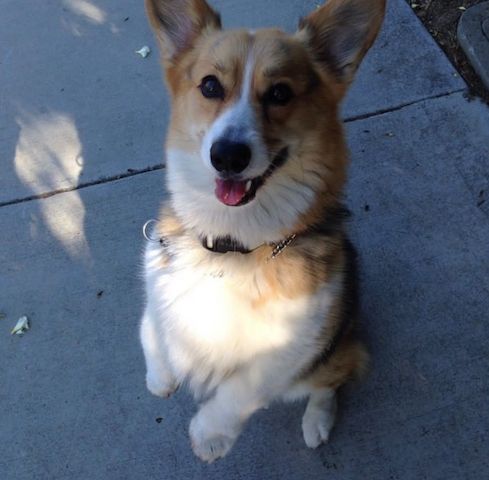 Bezaubernder Corgi-Welpe