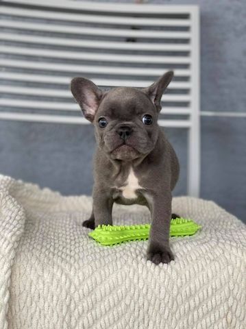 Französische Bulldoggen-Welpen suchen ein gutes Zuhause – ab sofort zur Adoption frei