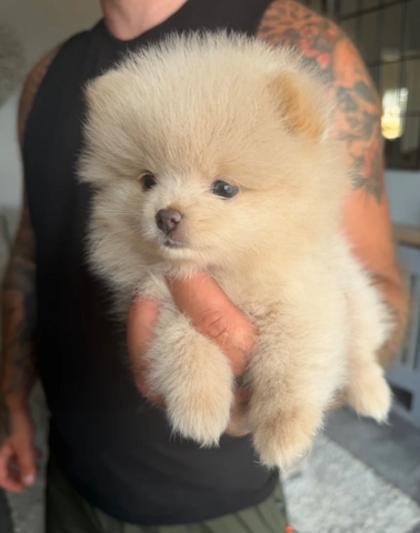 Pomeranian-Welpen zu adoptieren