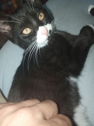 Baby-Katzen