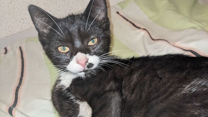 Baby-Katzen