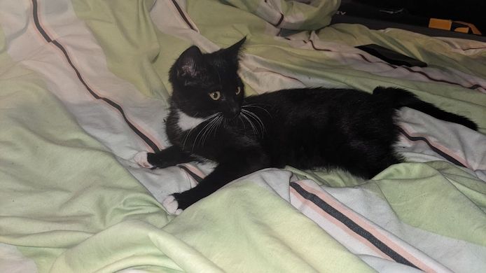 Baby-Katzen