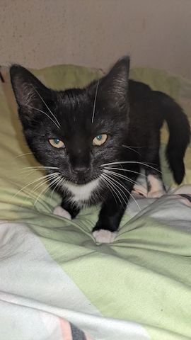 Baby-Katzen