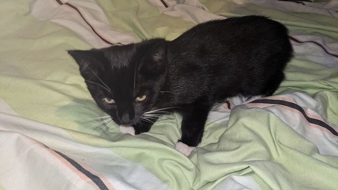 Baby-Katzen