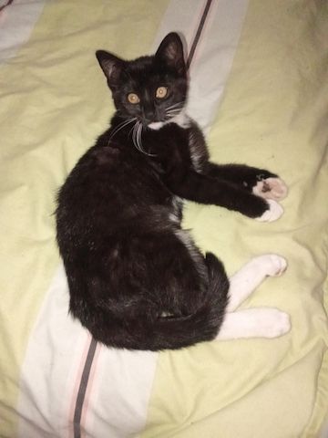 Baby-Katzen