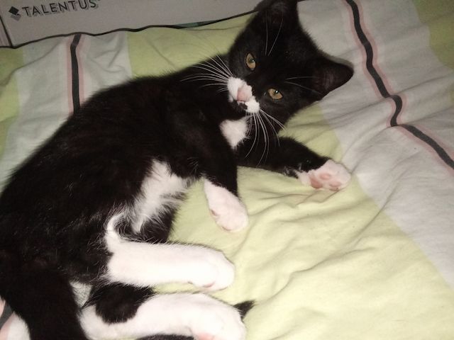 Baby-Katzen