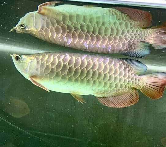 Super Red Asian Arowana (Asiatischer Arowana) zu verkaufen.