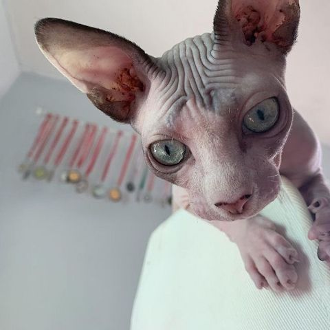 🐾 Wunderschöne Sphynx-Kätzchen suchen ein liebevolles Zuhause 🐾