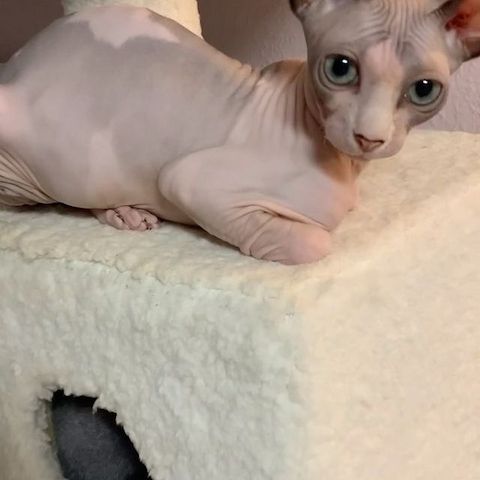 🐾 Wunderschöne Sphynx-Kätzchen suchen ein liebevolles Zuhause 🐾