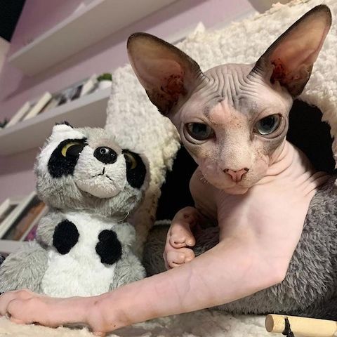 🐾 Wunderschöne Sphynx-Kätzchen suchen ein liebevolles Zuhause 🐾