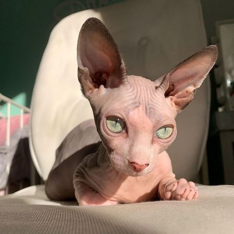 🐾 Wunderschöne Sphynx-Kätzchen suchen ein liebevolles Zuhause 🐾
